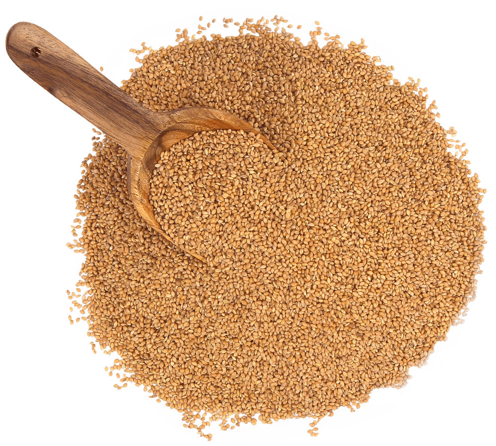 Foxtail Millet