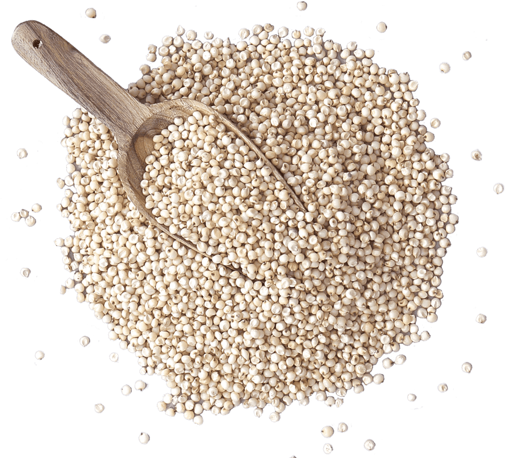 Sorghum Seeds