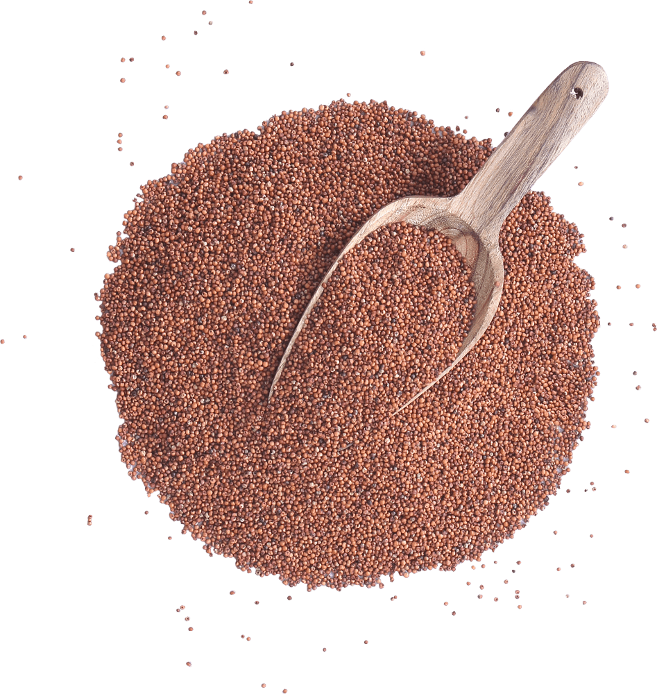 Finger Millet