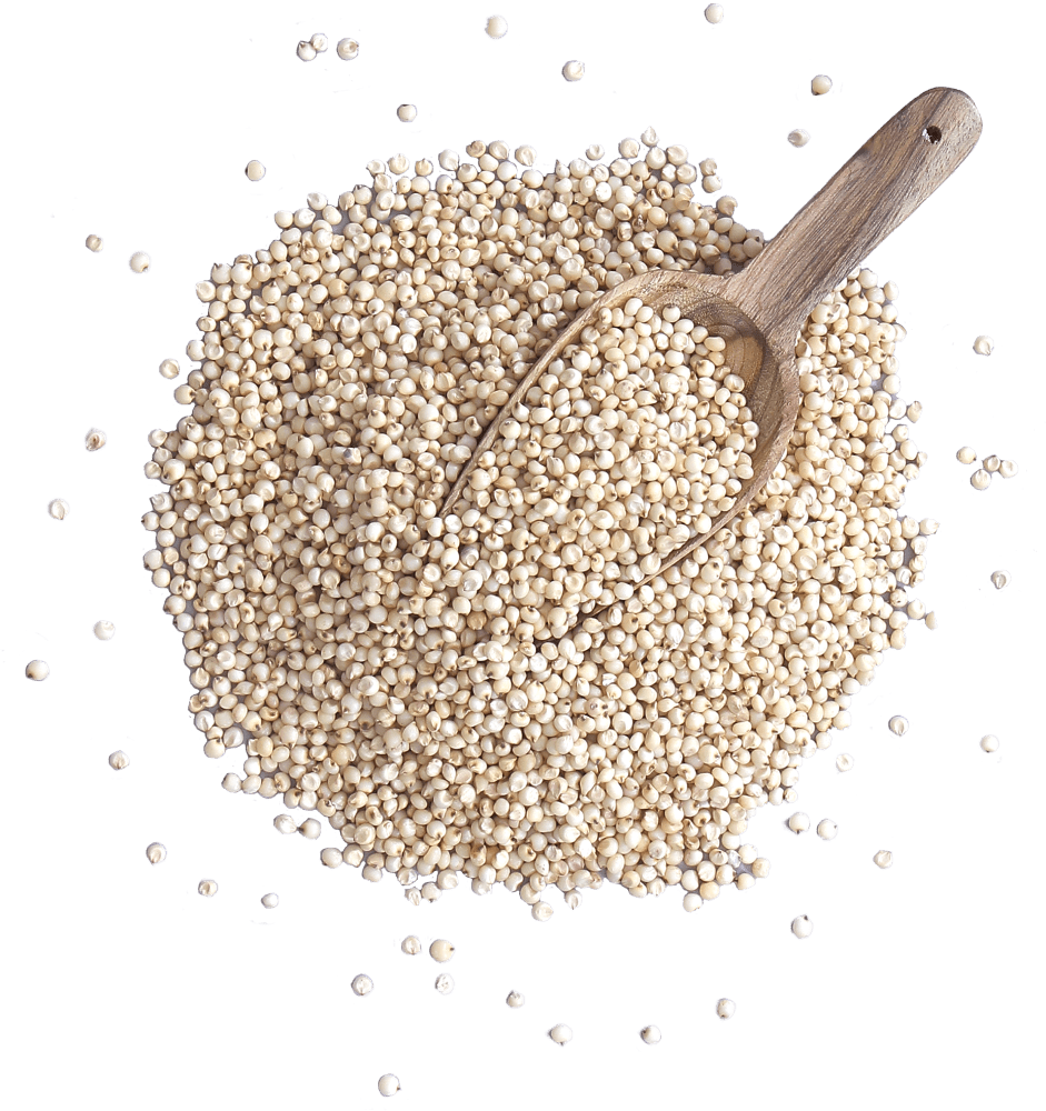 Sorghum Seeds